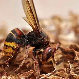 Frelon vu de près, posé sur l’enveloppe en papier d’un nid