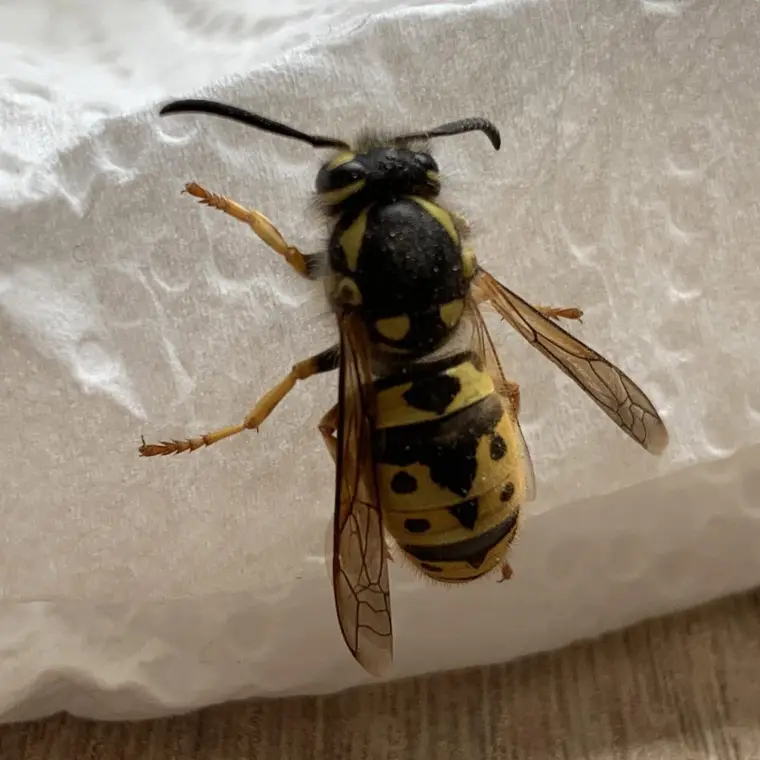 Guêpe vue de près, ailes déployées, posée sur une surface claire