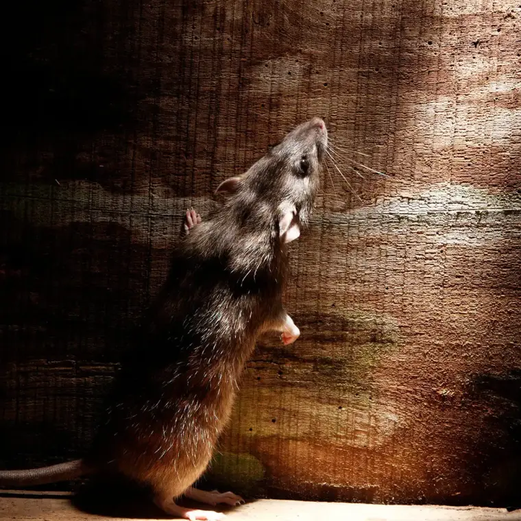 Rat dressé sur ses pattes arrière contre une poutre en bois, éclairé de nuit