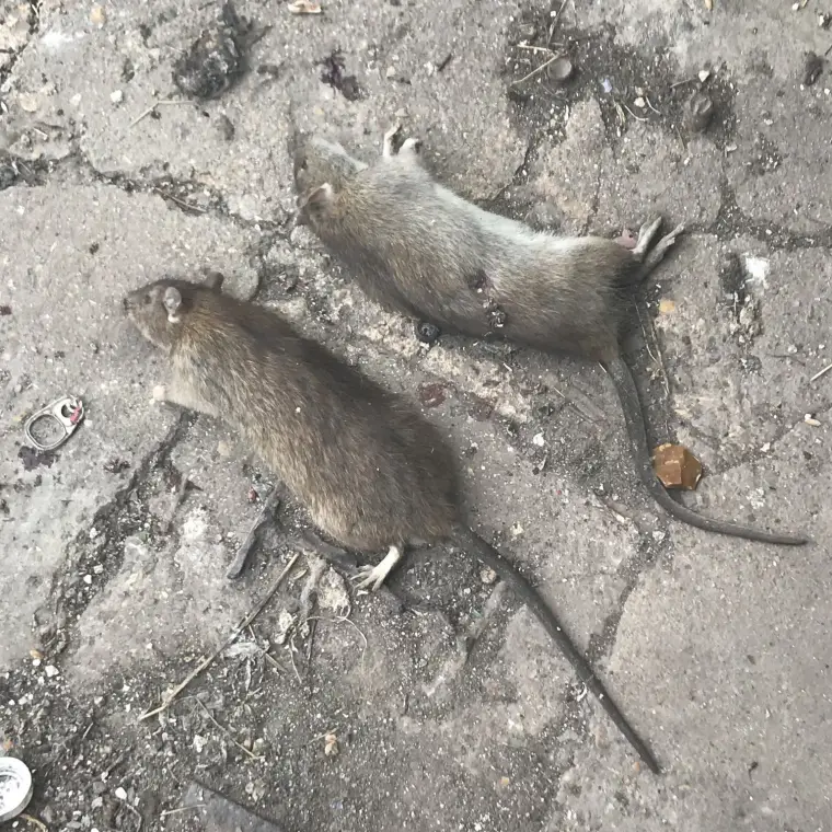 Deux rats morts au sol à l’issue d’un traitement de dératisation