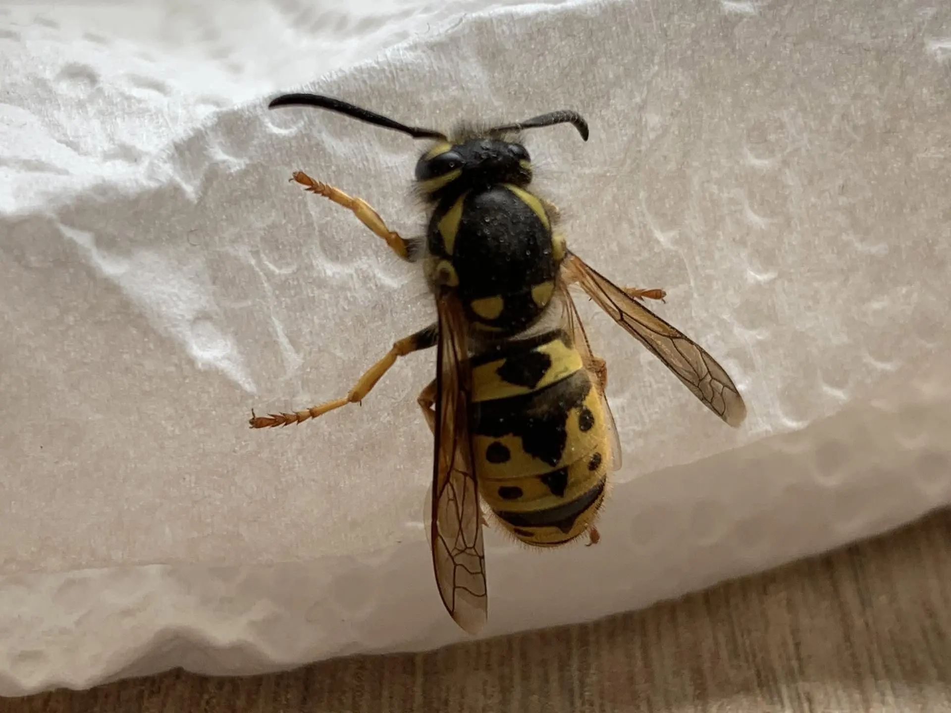 Guêpe vue de près, ailes déployées, posée sur une surface claire