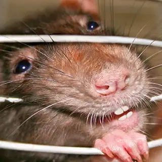 Rat vu de près à travers le grillage d’une cage de capture