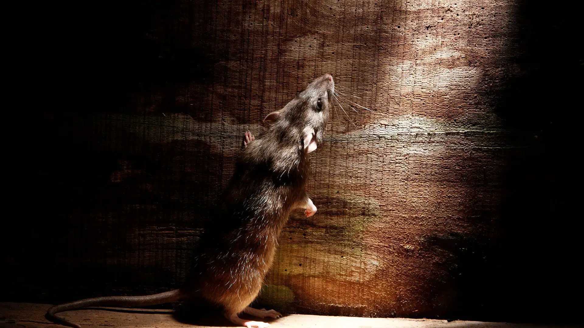 Rat dressé sur ses pattes arrière contre une poutre en bois, éclairé de nuit