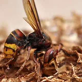 Frelon vu de près, posé sur l’enveloppe en papier d’un nid
