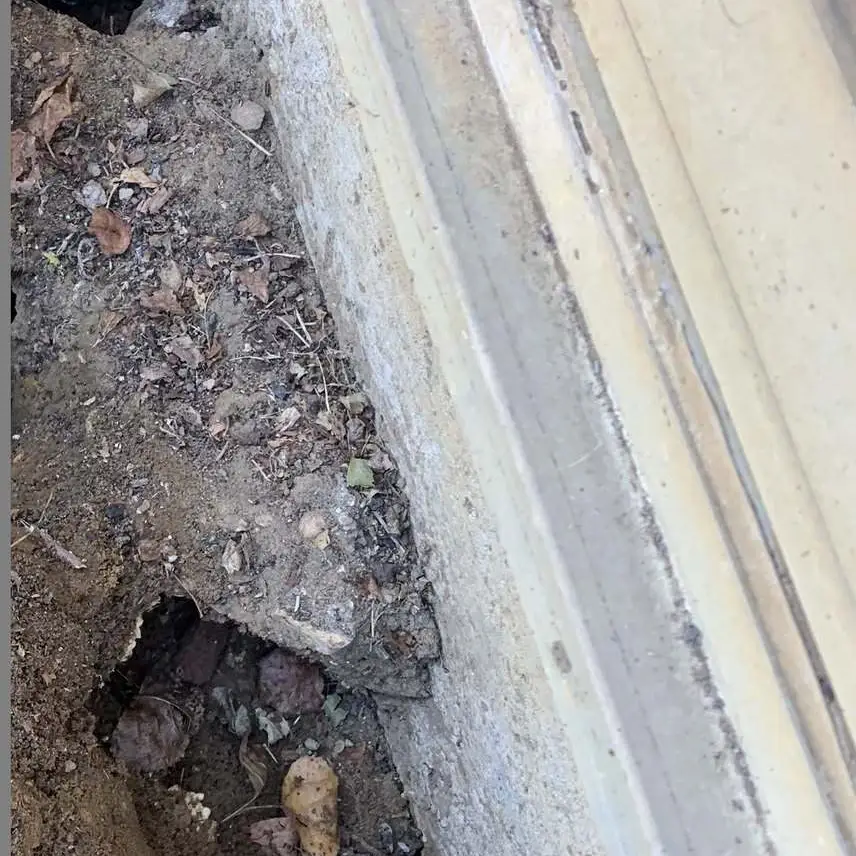 Trous de galeries de rongeurs creusés au pied d’un mur